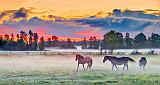 Equine Pals In Misty Sunrise_P1170030.3
